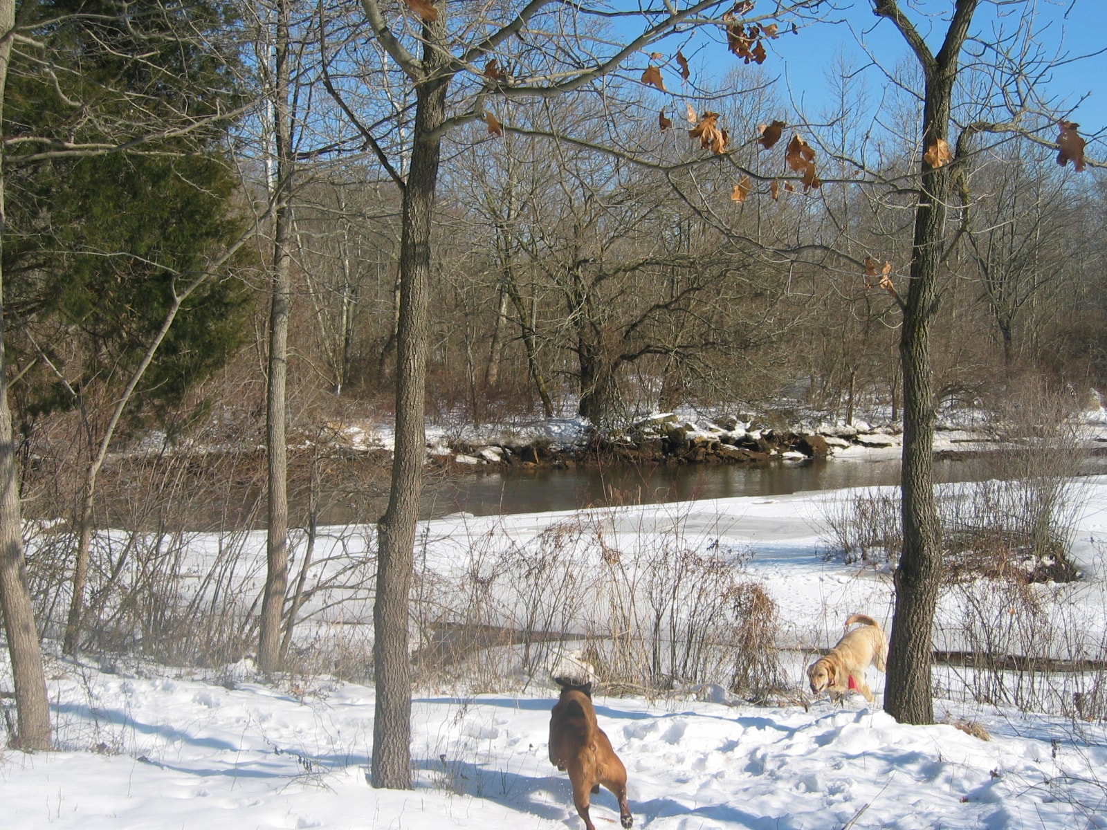 Dogs playing in snow along Big Timber Creek