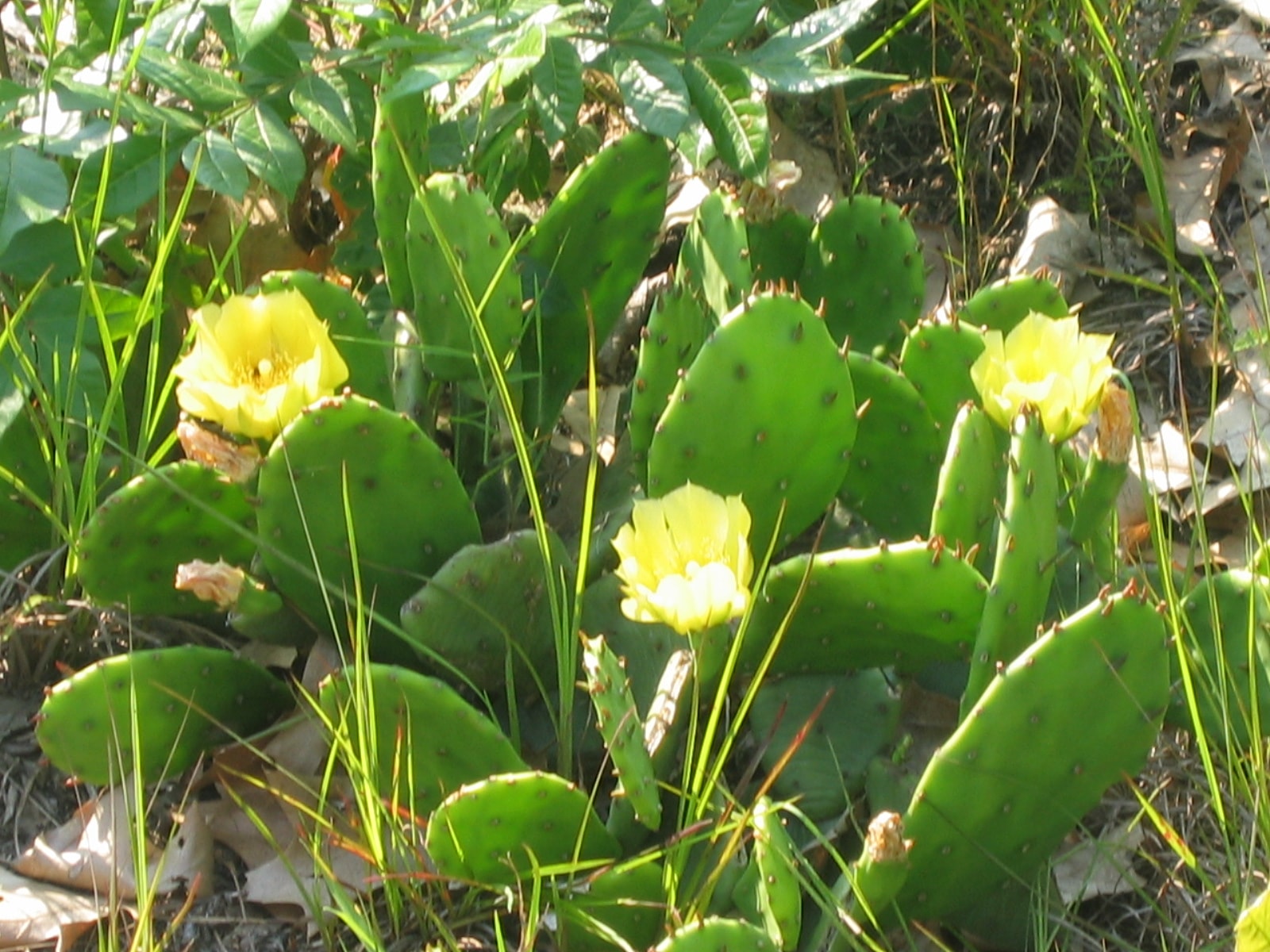 Prickly pear cactus in bloom at Old Pine Farm