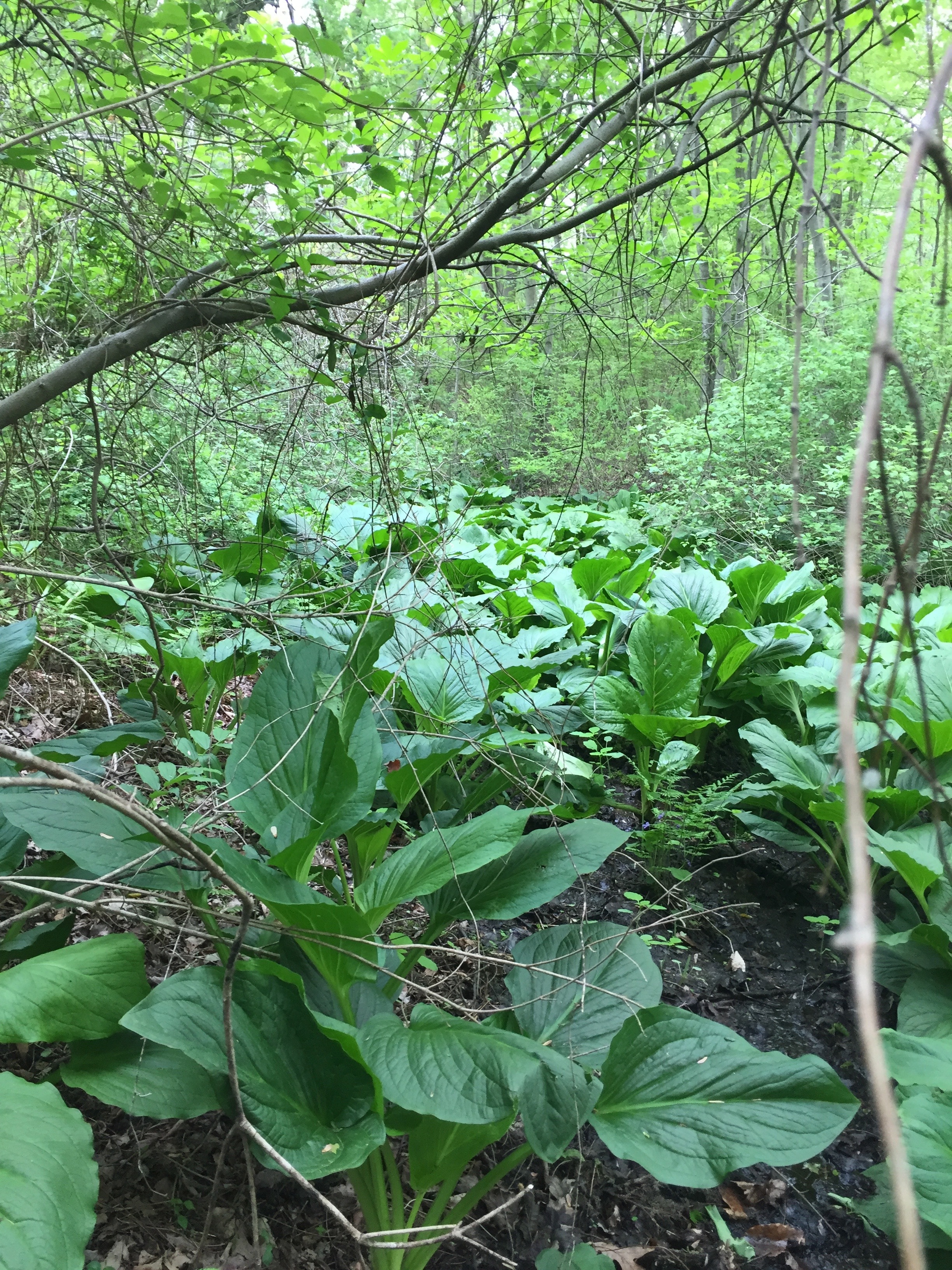Native plants in forest