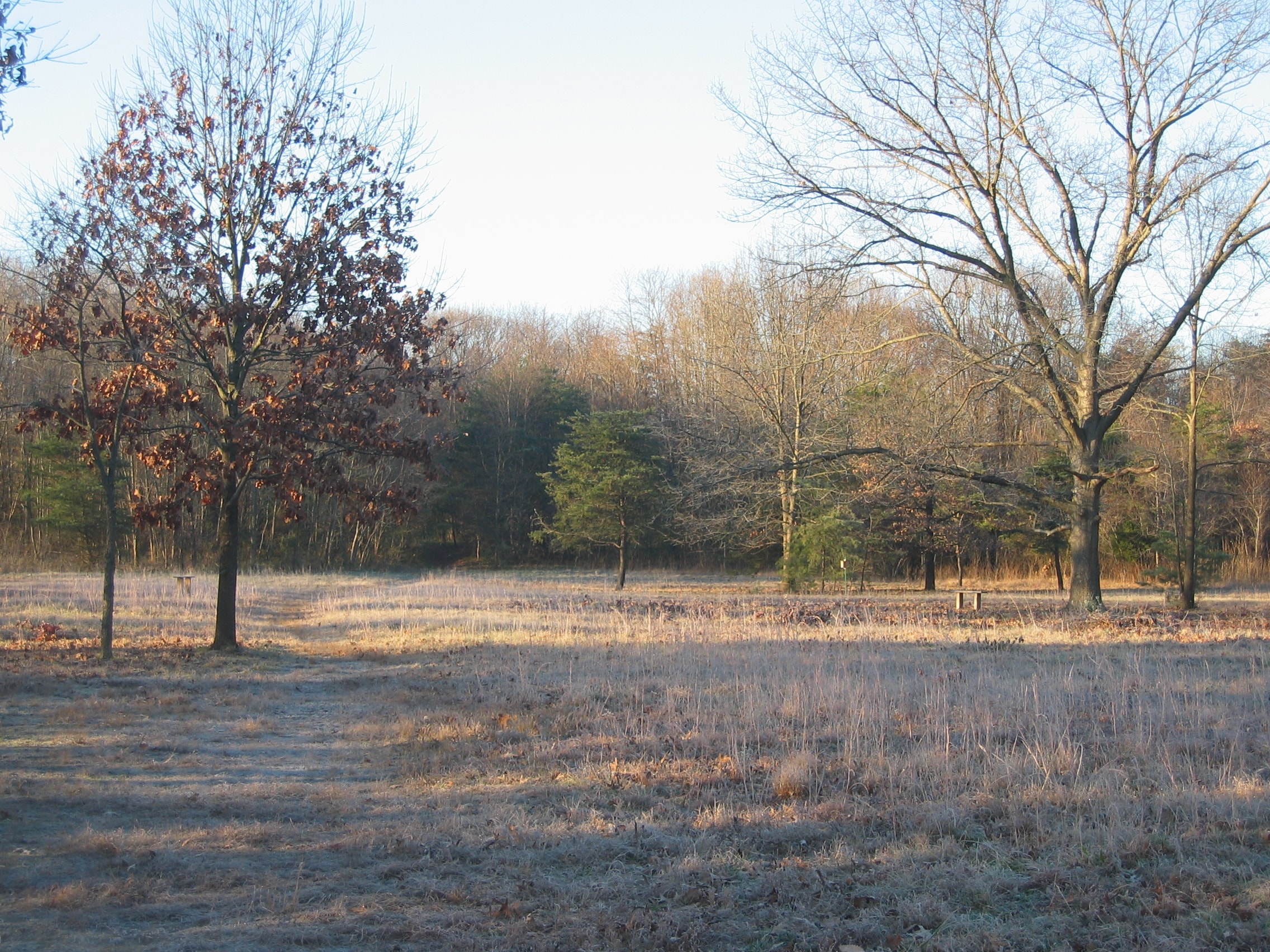 Winter meadow and trees at Old Pine Farm