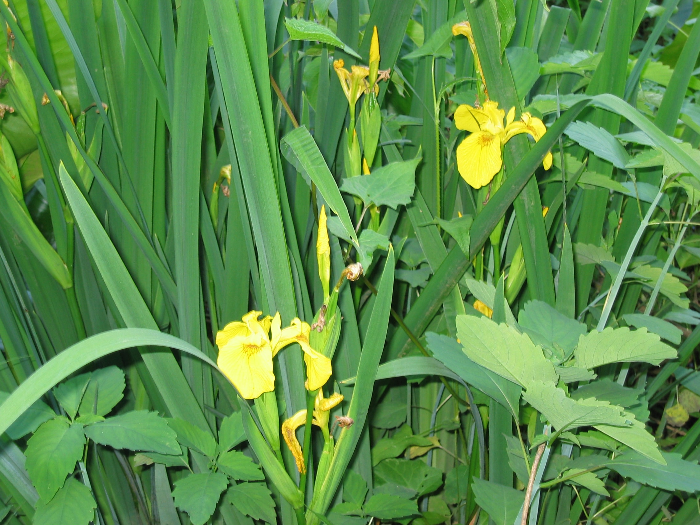 Yellow iris flowers in the wetland