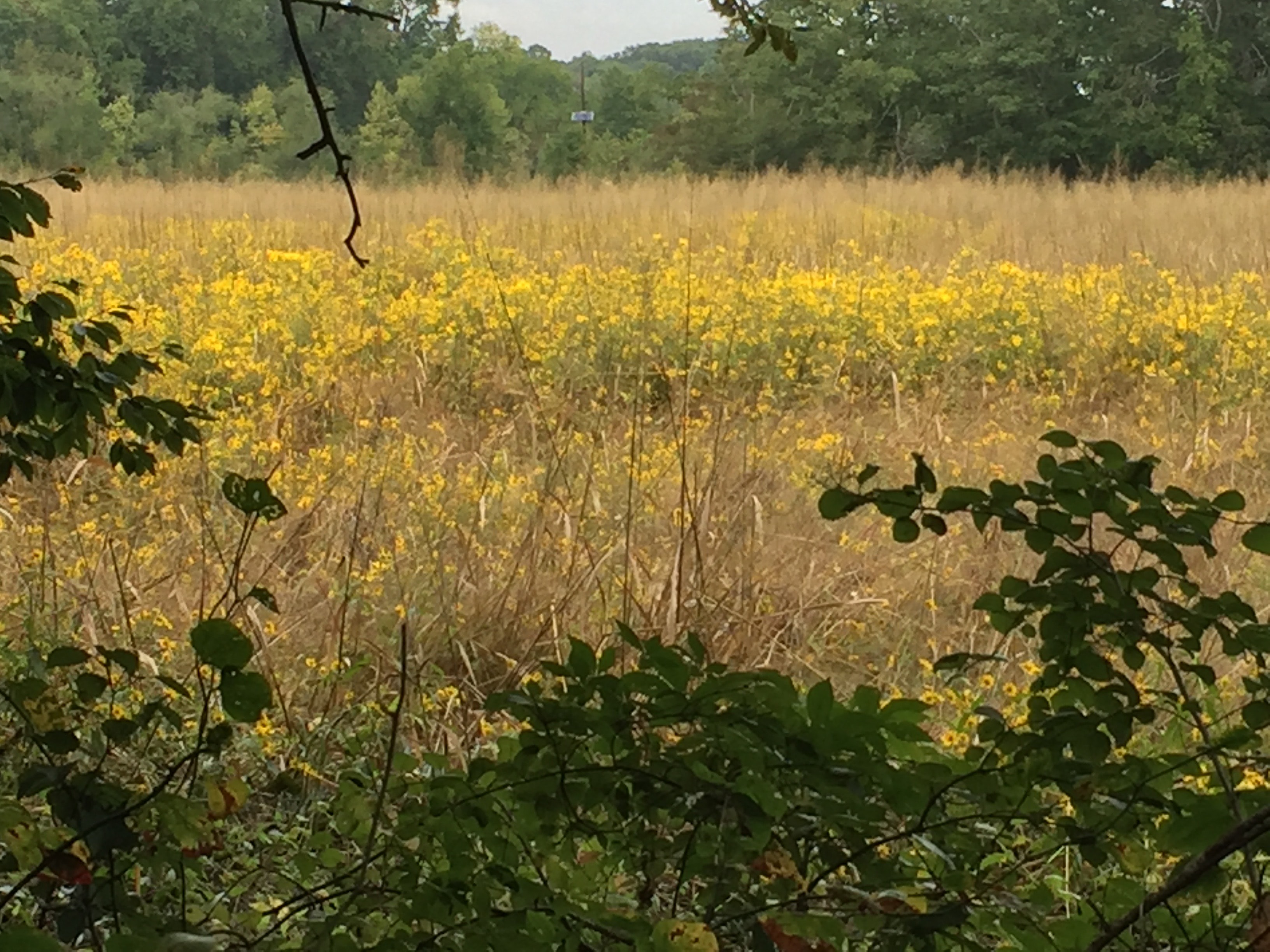 Yellow wildflower meadow